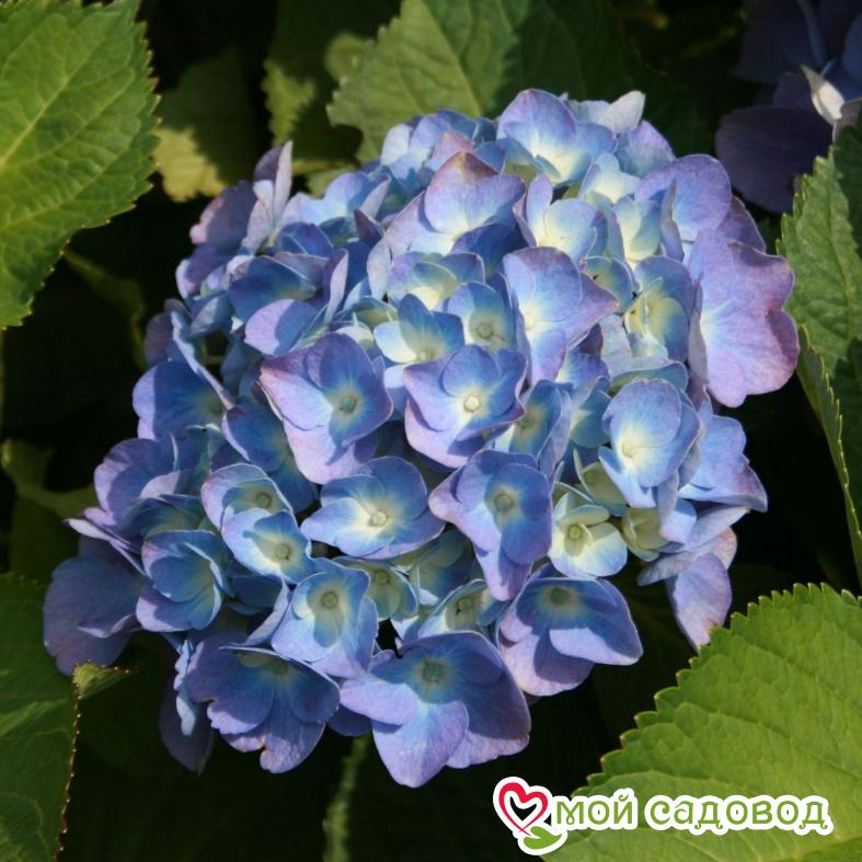 Гортензия крупнолистная Боденси ЗКС