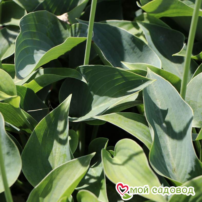 Хоста Блу Кадет