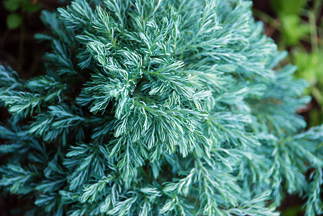 Кипарисовик горохоплодный Булевард