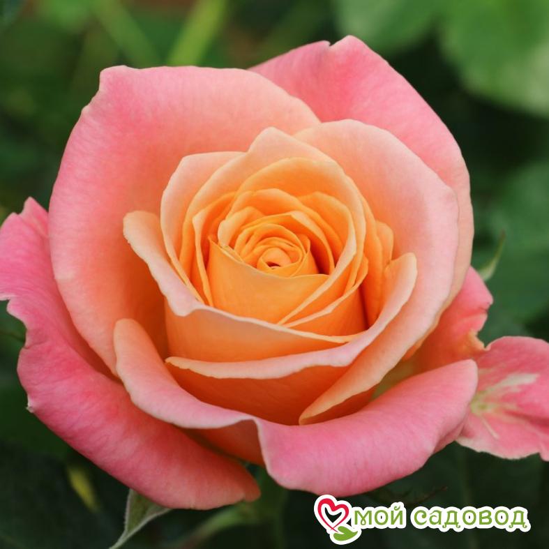 Роза чайно-гибридная Мисс Пигги