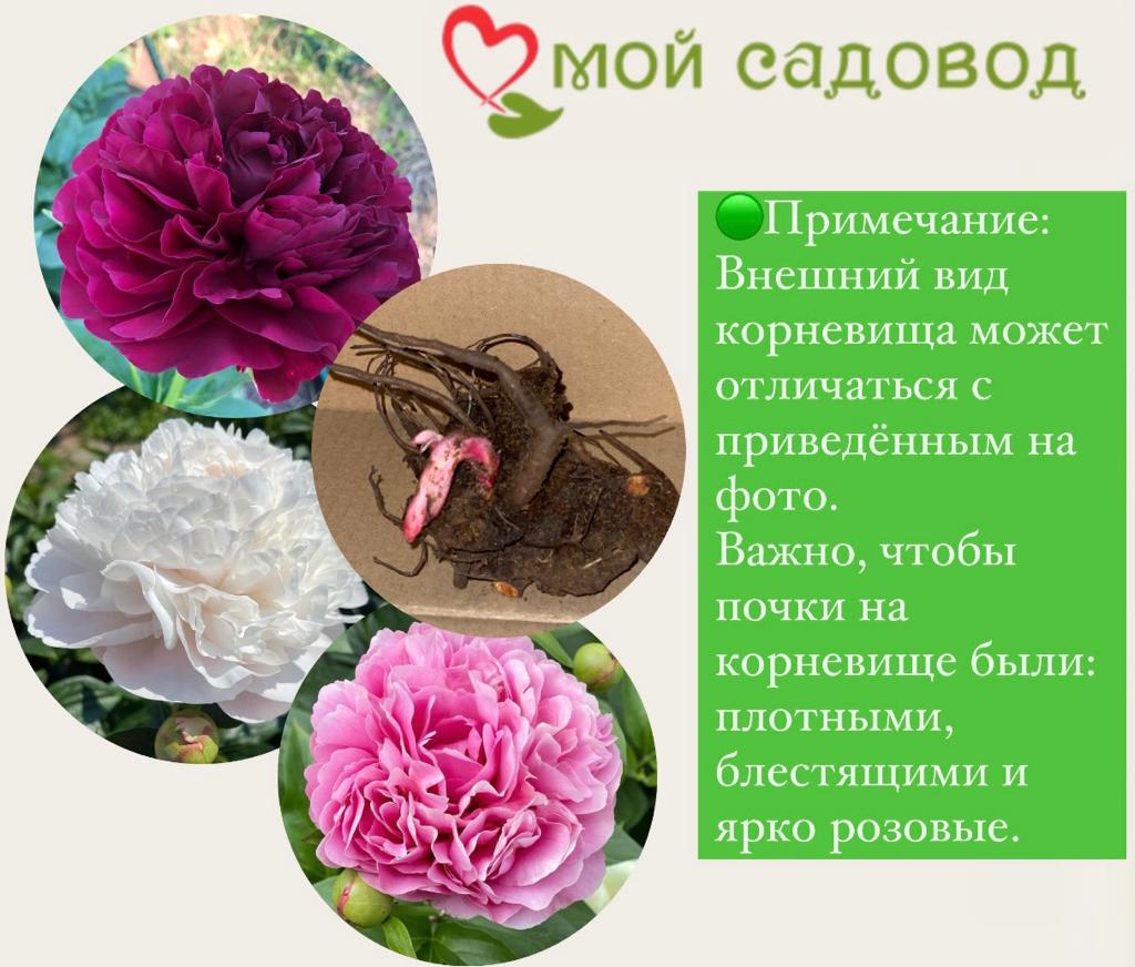 Пион Цитерия